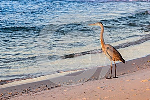Large Bird on the Beach at Sunrise