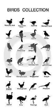 Large bird collection vector silhouette illustration isolated on white background. Ornithology wallpaper