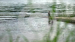 A large bird of cormorant stands on a log, plunged into the water on the Brereta of the river. Bird resting by the water