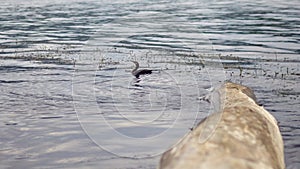 A large bird of cormorant stands on a log, plunged into the water on the Brereta of the river. Bird resting by the water
