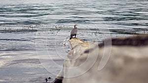 A large bird of cormorant stands on a log, plunged into the water on the Brereta of the river. Bird resting by the water