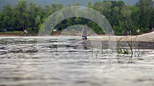 A large bird of cormorant stands on a log, plunged into the water on the Brereta of the river. Bird resting by the water