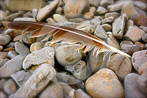 Bird Feather on Beach Pebbles