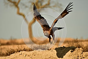 Large bird in flight above dry terrain and shrubbery.