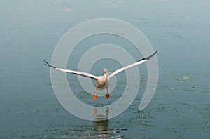 A large bird flying above the water