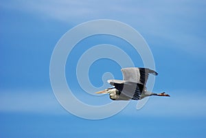 Large bird flying in blue sky