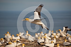 Large bird gannet colony