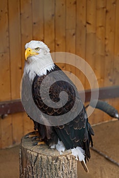 Large bird of prey Bald Eagle - Haliaeetus leucocephalus - adult led by a falconer