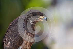 Large bird of prey Bald Eagle - Haliaeetus leucocephalus - young bird led by a falconer