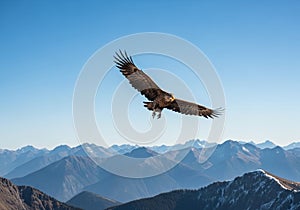 A large bird of prey, possibly an eagle, soars through a clear blue