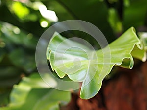 Large bird`s nest fern leaves, under natural sunlight outdoor