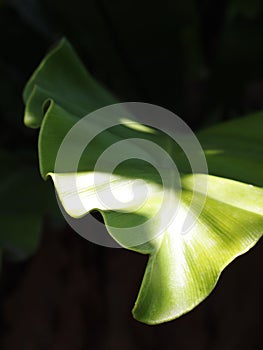 Large bird`s nest fern leaves, under natural sunlight outdoor