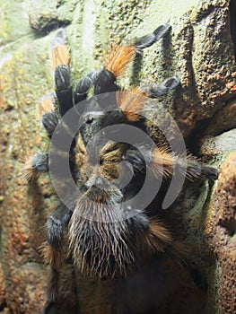 A large bird spider crawling on a stone wall on a house