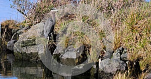 A large bird is standing in the water near some rocks