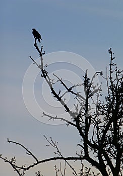 Large bird on the top of the tree branch