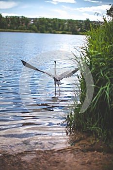 Large bird with a wingspan flying on the lake.