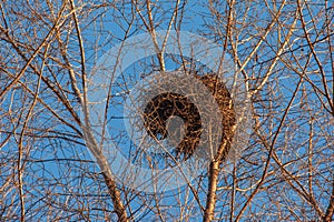 A large birds nest nestled in the crook of tree branches against a blue sky