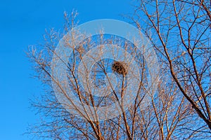 A large birds nest nestled in the crook of tree branches against a blue sky