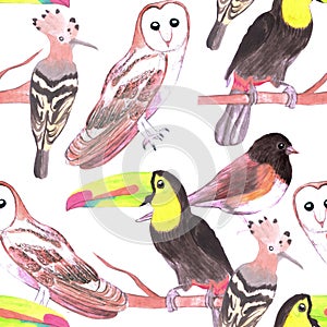 Large birds seamless watercolor background- toucans, juncos, hoopoe and barn owl
