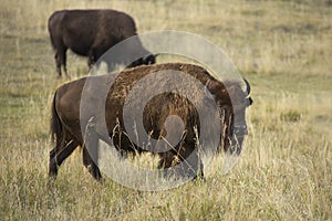 Large bison browsing in grasslands of Yellowstone National Park, Wyoming.