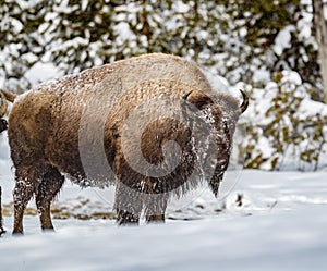 Large bison or buffalo, raises head from hunting for grass in the snow