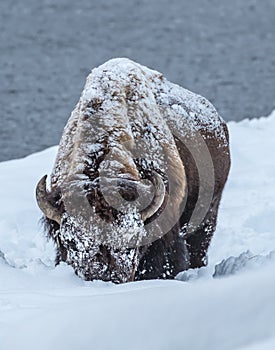 Large bison or buffalo, raises head from searching for grass in the snow
