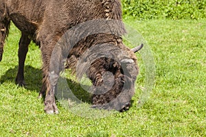 Large bison eats his meal, Bialowieza National Park