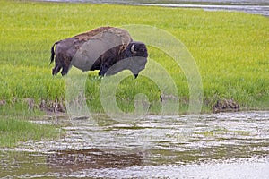 Large Bison grazes beside a lake in Yellowstone National Park.