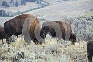 Large bison grazing in Lamar Valley of Yellowstone National Park