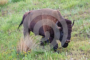 LARGE Bison