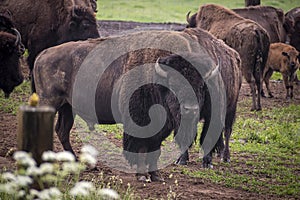 Large bison male in front of a herd