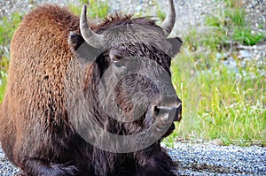 A large Bison sits on the side of a highway near the Yukon.