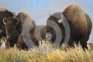 A large bison standing in yellow grasses in Grand Teton National Park in Wyoming.