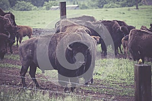 Large bison in a stock farm