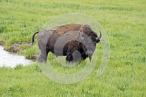 Large Bison wading through water.