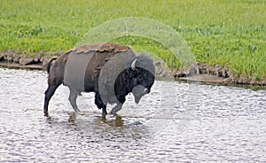 Large Bison wading through water.