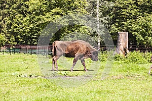 Large bison walk the Bialowieza National Park
