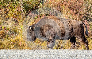Large Bison walking next to the road, Alaskan Highway, Yukon, Canada