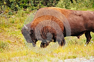 A large Bison walks on the side of a highway near the Yukon.