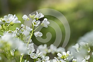 Large bitter-cress (Cardamine amara).