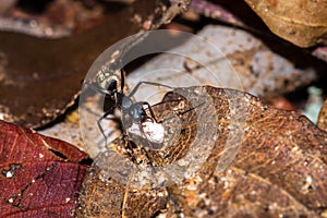 Large black ant formicidae carrying food