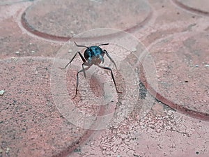 Large black ant mittting playing alls ant