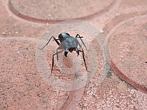 Large black ant mittting playing alls ant