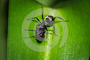 Large black ant sitting on a green plant