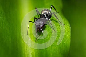 Large black ant sitting on a green plant