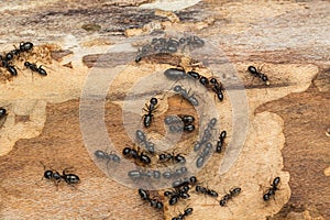 Large black ants on firewood