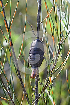 Large black Australian native female Botany Bay Cockroach, Polyzosteria limbata, family Blattidae, carrying an egg sac