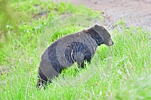 Large Black Bear Munching on Grass