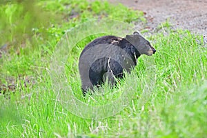 Large Black Bear Munching on Grass