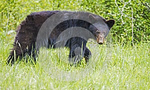 Large Black Bear walking along looking at the camera.